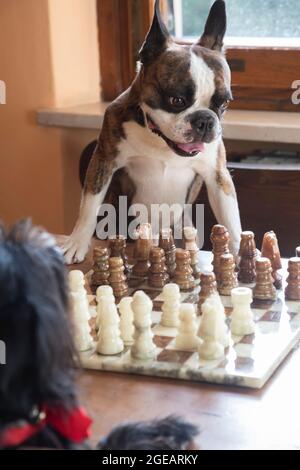 deux chiens français bulldog et schnauzer jouent aux échecs comme les gens Banque D'Images