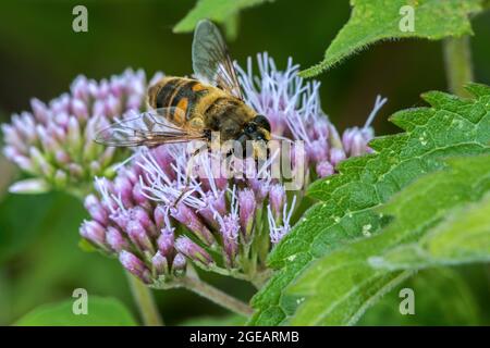 Mouche commune de drone (Eristalis tenax) pollinisation et alimentation sur le nectar de la fleur de chanvre-agrimony (Eupatorium cannabinum) en été Banque D'Images