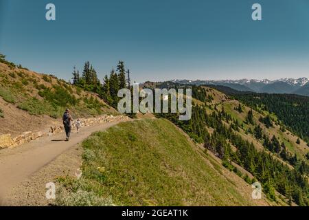 Père randonnée avec ses fils sur Hurricane Hill dans le parc national olympique. Banque D'Images