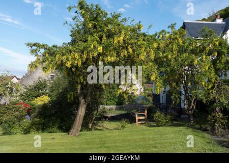 dh Floraison jaune LABURNUM ALPINUM FLORA Mai juin Écosse arbre Royaume-Uni jardin arbres Banque D'Images