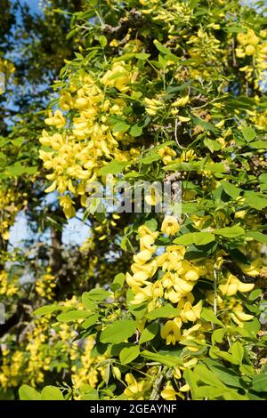 dh Floraison jaune LABURNUM ALPINUM FLORA Mai juin Scotland Tree UK Banque D'Images