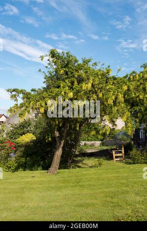 dh Floraison jaune LABURNUM ALPINUM FLORE ARBRES arbre mai UK Garden arbres Ecosse Banque D'Images