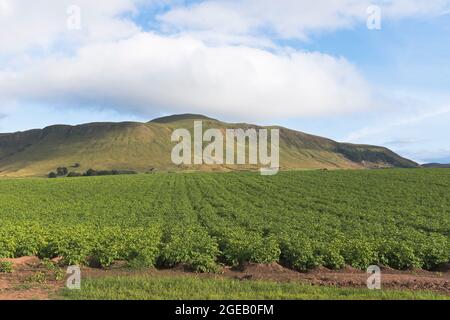 dh Potato field WEST LOMOND HILLS FIFE Scottish Hill campagne potager fields Scotland country scène uk pommes de terre Banque D'Images