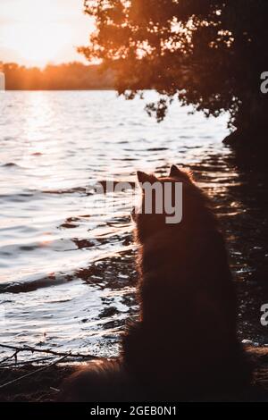 Portrait d'un jeune chien finlandais de Lapphund assis au lac au coucher du soleil Banque D'Images