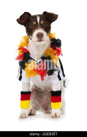 Joli chien avec une tenue de football allemande isolée sur blanc Banque D'Images