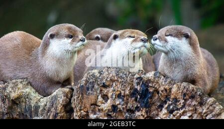 Famille Otter mignonne Banque D'Images