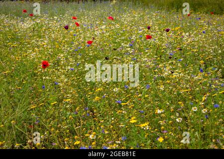 Ravissant Cornfield annuals (prairie de fleurs) en pleine floraison Banque D'Images