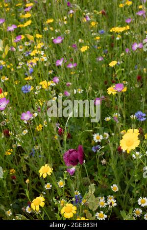 Ravissant Cornfield annuals (prairie de fleurs) en pleine floraison Banque D'Images