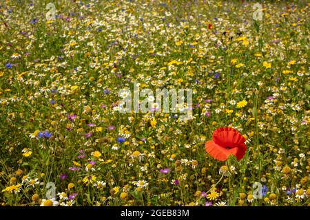 Ravissant Cornfield annuals (prairie de fleurs) en pleine floraison Banque D'Images