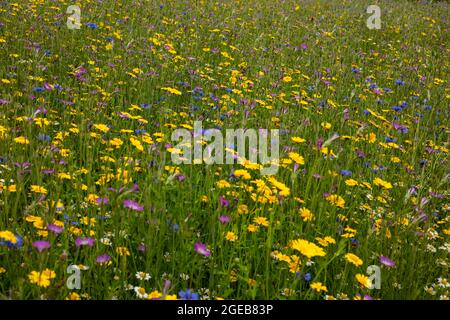 Ravissant Cornfield annuals (prairie de fleurs) en pleine floraison Banque D'Images