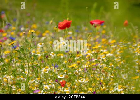 Ravissant Cornfield annuals (prairie de fleurs) en pleine floraison Banque D'Images