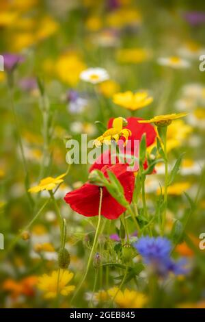 Ravissant Cornfield annuals (prairie de fleurs) en pleine floraison Banque D'Images