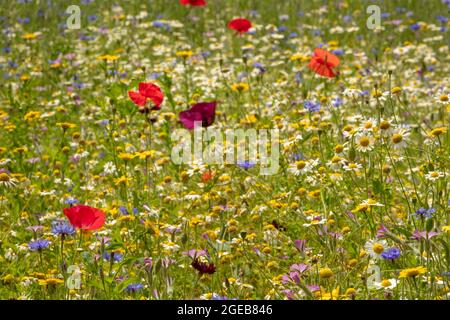 Ravissant Cornfield annuals (prairie de fleurs) en pleine floraison Banque D'Images