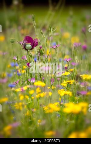 Ravissant Cornfield annuals (prairie de fleurs) en pleine floraison Banque D'Images