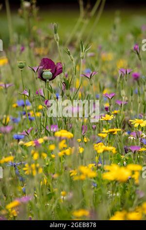 Ravissant Cornfield annuals (prairie de fleurs) en pleine floraison Banque D'Images