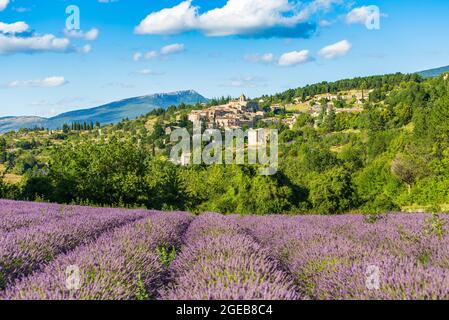 Champs de lavande fleuris et village d'Aurel en arrière-plan dans le Vaucluse, Provence-Alpes-Côte d'Azur, France Banque D'Images