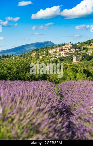 Champs de lavande fleuris et village d'Aurel en arrière-plan dans le Vaucluse, Provence-Alpes-Côte d'Azur, France Banque D'Images