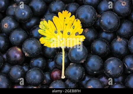 Feuille jaune provenant d'une brousse de cassis sur des baies fraîchement cueillies. Beaucoup de baies sucrées bleu foncé juteuses vue de dessus. Jardinage, culture de fruits écologiques biologiques Banque D'Images