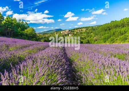 Champs de lavande fleuris et village d'Aurel en arrière-plan dans le Vaucluse, Provence-Alpes-Côte d'Azur, France Banque D'Images