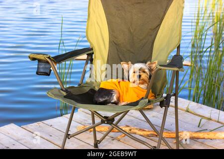 Un petit chien du Yorkshire Terrier repose sur une chaise pliante sur un pont en bois au bord d'une rivière. Un chien dans un sweat-shirt jaune est posé à l'extérieur près du lac WIT Banque D'Images