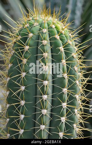 cardu grande cactus ou saguaro argentin, Echinopsis terscheckii, kaktusz Banque D'Images