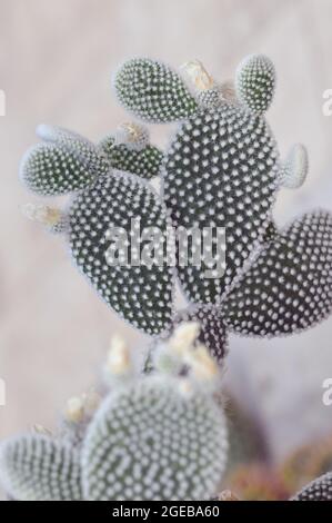 ailes d'ange, oreilles de lapin cactus, cactus de lapin ou cactus à pois, Opuntia microdasys, kaktusz Banque D'Images