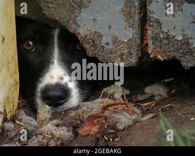 Chien de berger de ferme avec expression de pleurer regarde avec un oeil vif de l'écart de shadow en dessous de la porte de la grange dilapidée avec la peinture écaillée à Cumbria, Angleterre, Royaume-Uni Banque D'Images