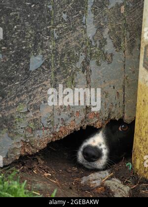 Chien de berger de ferme avec expression de pleurer regarde avec un oeil vif de l'écart de shadow en dessous de la porte de la grange dilapidée avec la peinture écaillée à Cumbria, Angleterre, Royaume-Uni Banque D'Images