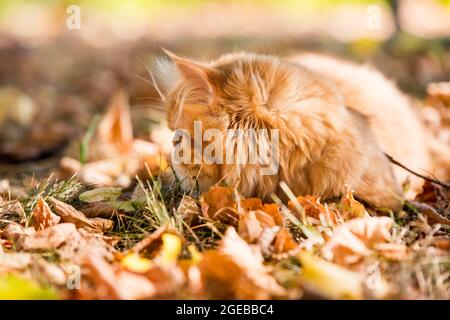 Chat persan rouge avec une laisse marchant dans la cour. Banque D'Images