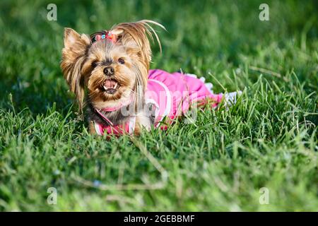 Yorkshire terrier en robe rose promenades dans le jardin en été. Banque D'Images
