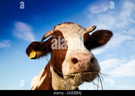 Photo d'un portrait d'une vache ayant un repas de foin Banque D'Images