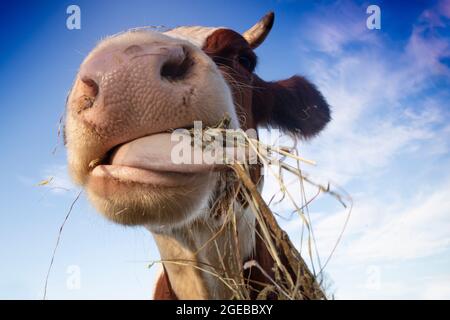 Photo d'un portrait d'une vache ayant un repas de foin Banque D'Images