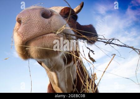 Photo d'un portrait d'une vache ayant un repas de foin Banque D'Images