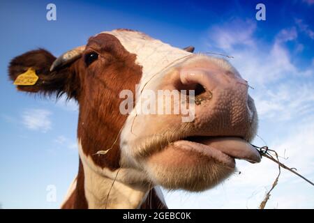 Photo d'un portrait d'une vache ayant un repas de foin Banque D'Images
