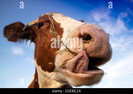 Photo d'un portrait d'une vache ayant un repas de foin Banque D'Images