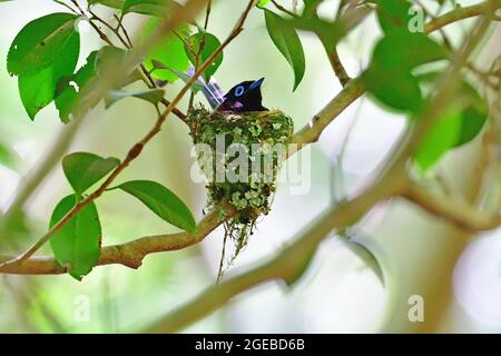 Black Paradise Flycatcher Banque D'Images