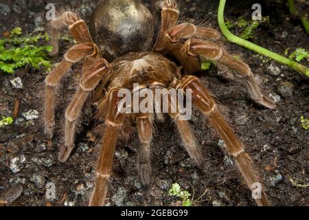 Gros plan d'une Tarentule mangeuse d'oiseaux Goliath (Theraphosa blondi) Banque D'Images