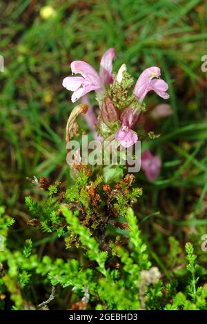 Kerner's Lousewort, Lousewort, Bois Betony, Pedicularis kerneri, kerner-kakastaréj, Europe Banque D'Images