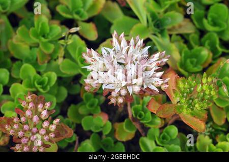 Stonecrop caucasien, stonecrop à deux rangées, Kaukasus-Asienfetthenne, Phedimus spius, (Sedum ium), Kaukázusi varjúháj, Europe Banque D'Images