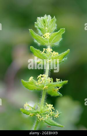 Cruciata laevipes Crosswort - fleurs sauvages des prairies calcaires Banque D'Images