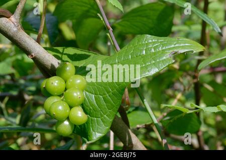 Fleurs de Bryony noires - Tamus communis, fruits et feuilles verts Banque D'Images