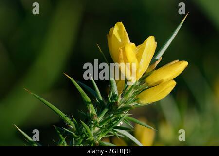 WESTERN Gorse - Ulex gallii, gros plan de fleurs et de épines Banque D'Images