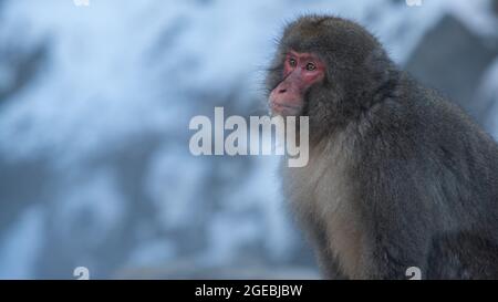 Singe-neige japonais sur une montagne enneigée en hiver. Un macaque sauvage dans l'habitat naturel situé dans le parc Jigokudan, Nakano, Japon. Macaca fuscata Banque D'Images