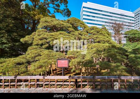 tokyo, japon - avril 09 2021 : pin noir géant appelé pin de 300 ans planté par le sixième shogun Tokugawa dans le jardin du Hama-Rikyu gard japonais Banque D'Images