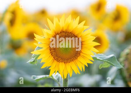 Beau tournesol jaune sur un champ de tournesol gros plan. Tournesol jaune avec copyspace. Tournesol sous un ciel nuageux Banque D'Images