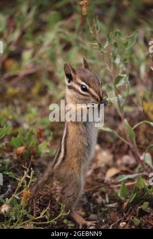 Un jeune chipmunk sent et mange de petites fleurs Banque D'Images