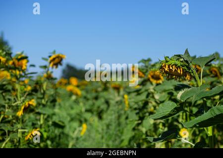 Tournesols matures. De beaux champs avec des tournesols en été. Photo de champ de tournesol jaune en gros plan sous ciel bleu. Banque D'Images