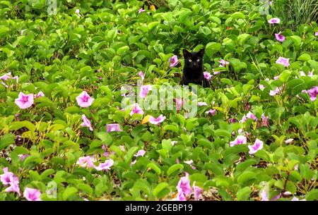 Le chat noir se détend sur la plage au milieu des fleurs violettes d'un chemin de fer en Floride. Banque D'Images