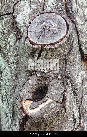 Écorce sèche, fissurée et ronlée sur un tronc d'arbre mort le long du front de mer de Steveston en Colombie-Britannique au Canada Banque D'Images