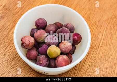 Raisins de mer dans un plat Banque D'Images